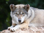 Image of Wolf Mascot